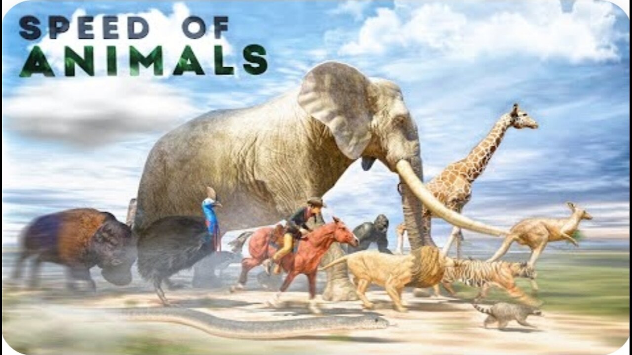 Speed Comparison 3D | Animals 🦌