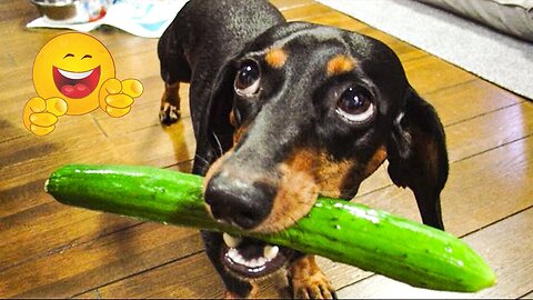 2025’s Funniest Dogs & Cats 😂 You Won’t Stop Laughing! | You Laugh You lose 😍😸😹 #Ep54