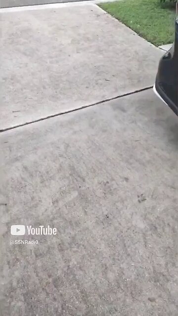 Hood Gators Dodging Hood Niggas 🗣️🐊