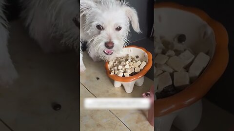 The guy saved a homeless dog and gave her a new house