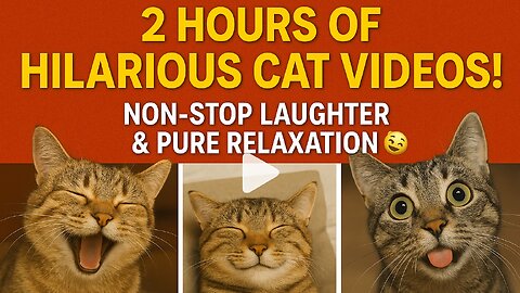 2 Hours of Hilarious Cat Videos! Non-Stop Laughter & Pure Relaxation