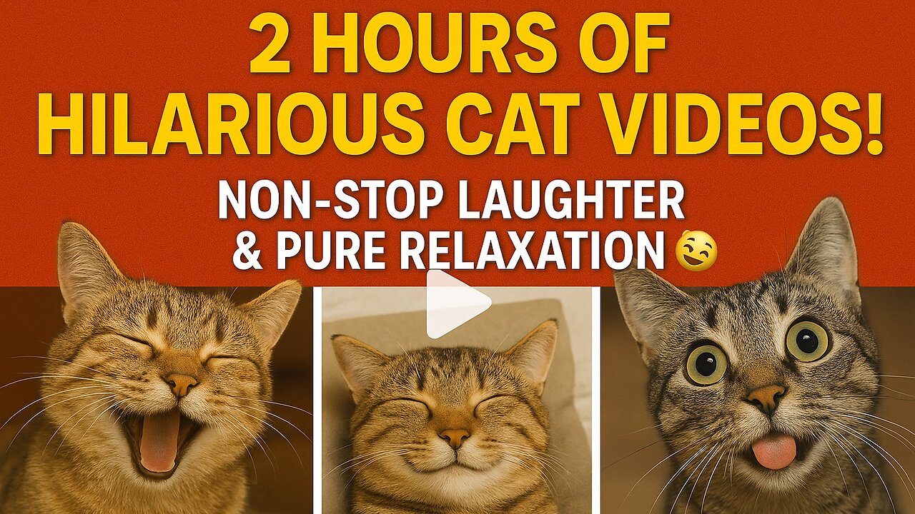 2 Hours of Hilarious Cat Videos! Non-Stop Laughter & Pure Relaxation