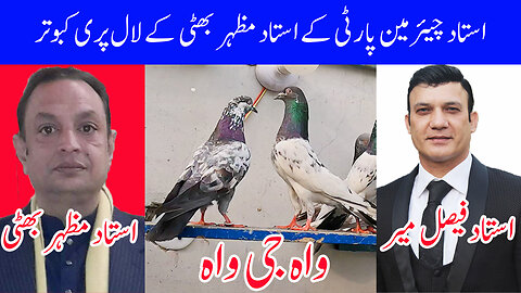 Laal Pari Pigeons Of Ustad Mazhar Bhatti ( Chairman Party ) Watch In HD Urdu/Hindi