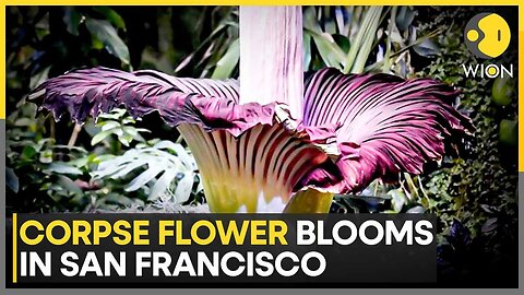 'CHANEL' Stinks Up In Francisco; People Flock To Witness And Smell The Corpse Flower | WION