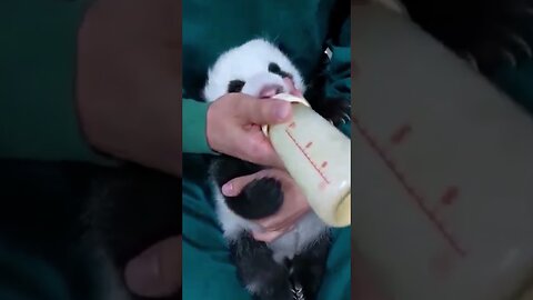 The panda was bullied by her own mother and people raised the baby themselves