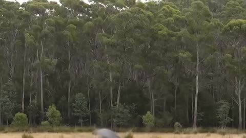 If animals did parkour