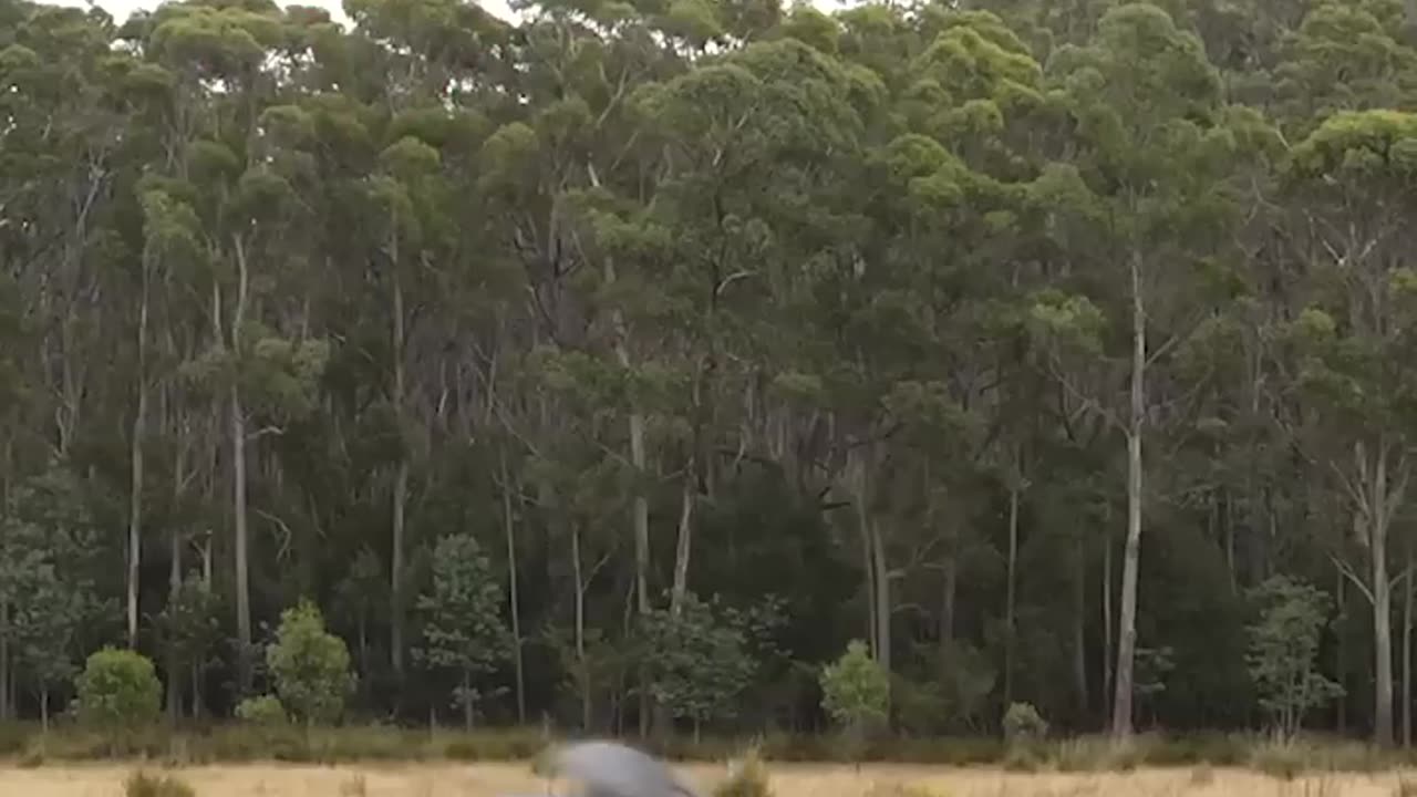 If animals did parkour