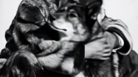 Togo: The Unsung Canine Hero of the North