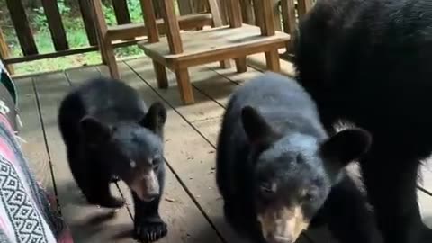 mama bear and 2 cubs on the porch