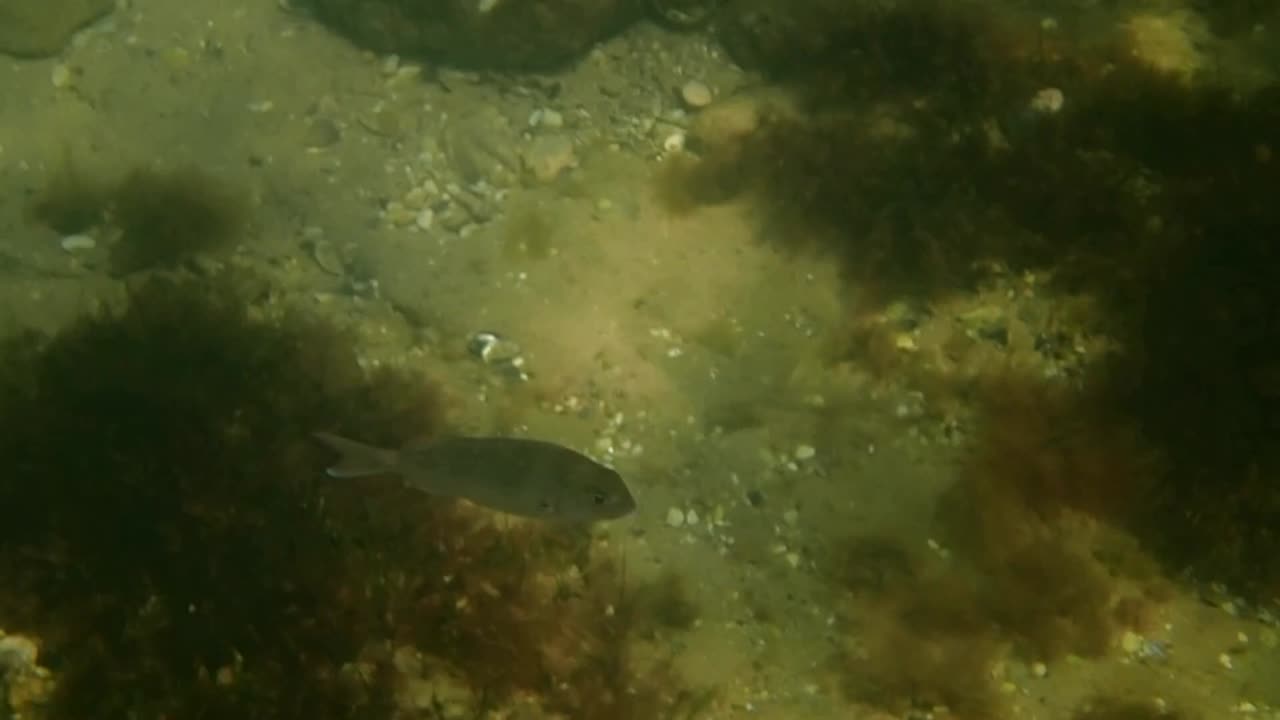 fishy close up (4) ns done_01