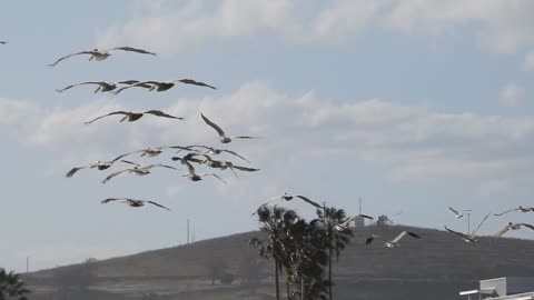 Pelicans flying.