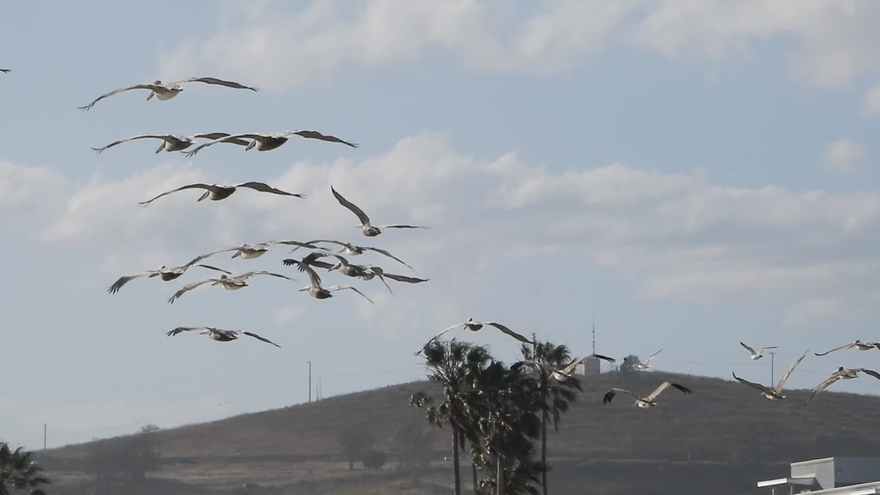 Pelicans flying.