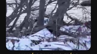 🐻🐠Osos roban la captura de un pescador en Kamchatka