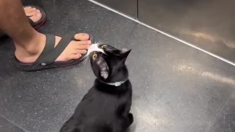 introvert cat be like
