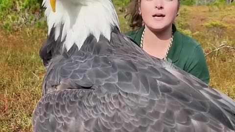 Impressive Bald Eagle