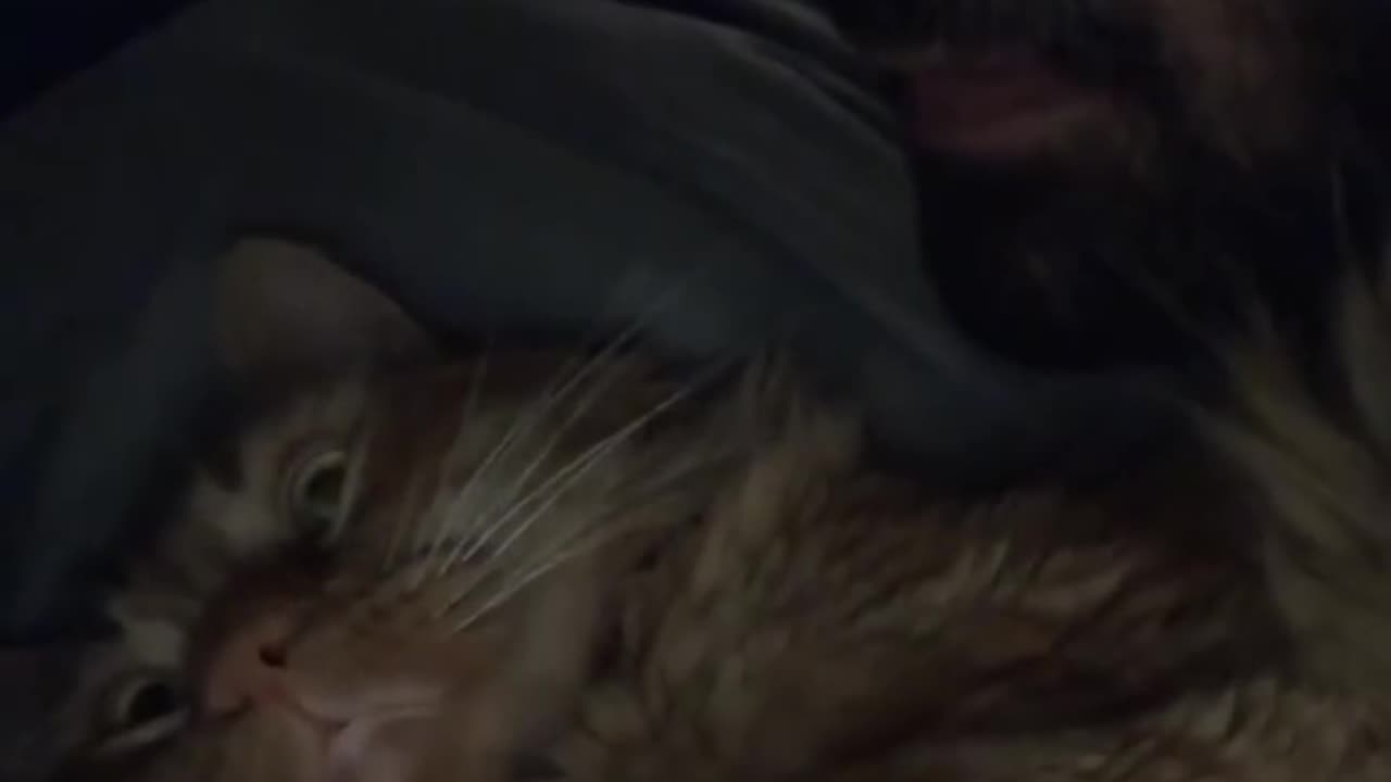 Live with Cat