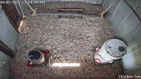 Millar Time Chicken Cam