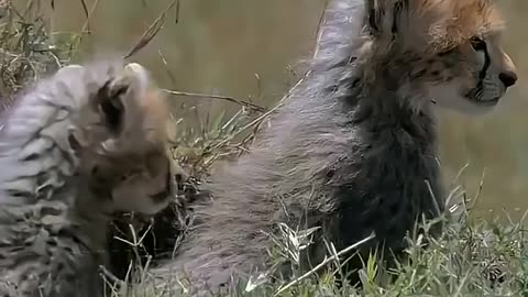 animals