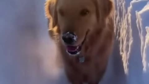 🐶❄️ Dog Playing in the Snow 🎄 | Cutest Christmas Winter Moments Ever!