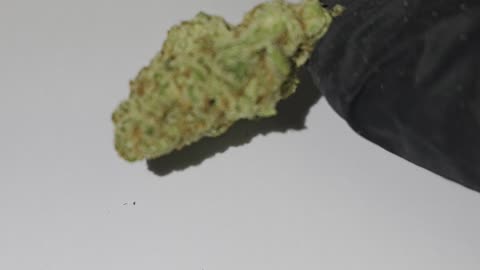 Berry Gelato THC Flower 🔥🔥 