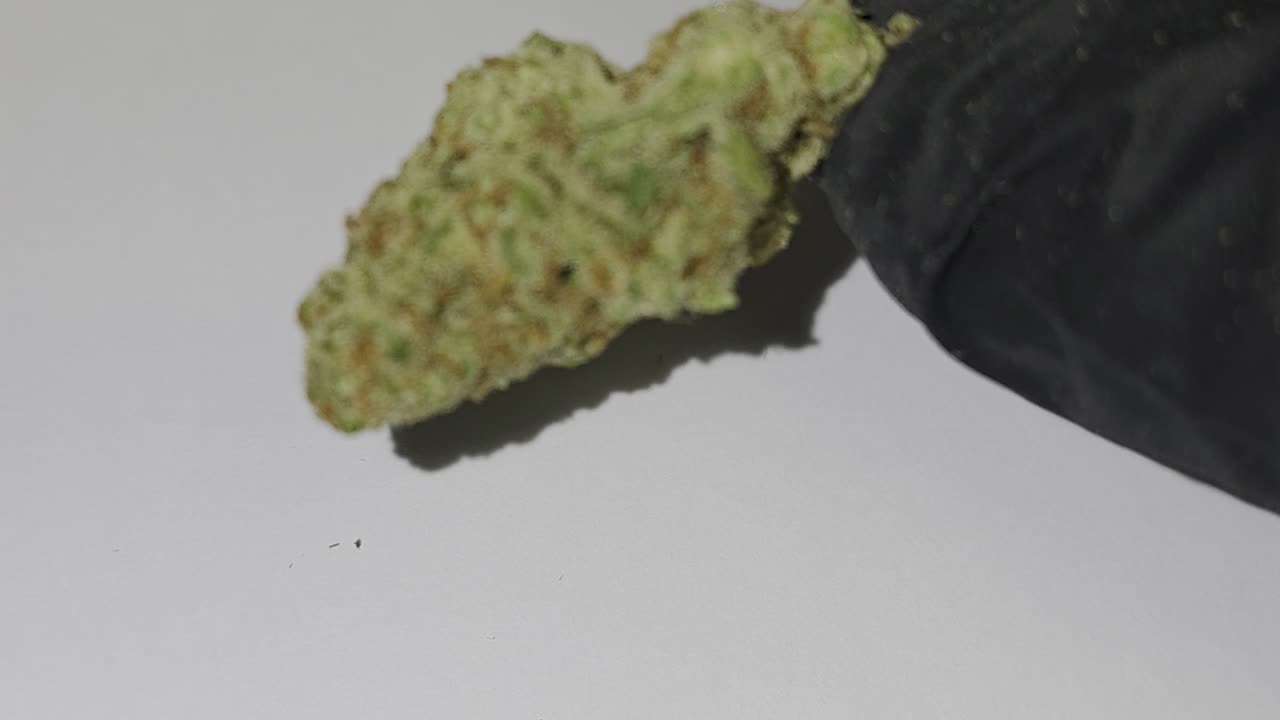 Berry Gelato THC Flower 🔥🔥