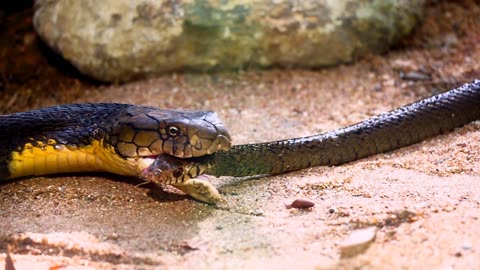 Hungry King Cobra eating Snake