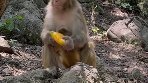 Monkeys also have cleanliness.