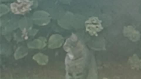 Cat staring