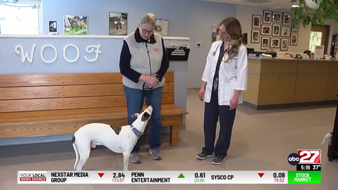 Clinical study for drug to extend a dogs lifespan begins