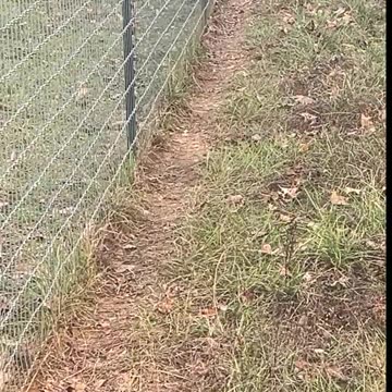 Guineas must be part Goldfish