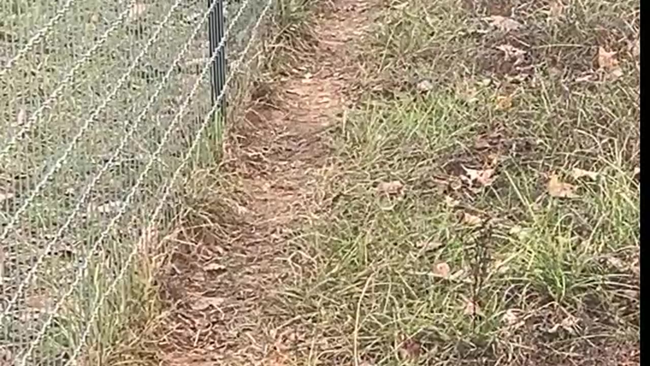 Guineas must be part Goldfish