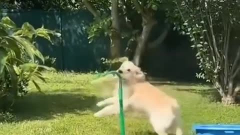 Dog owners watch this!!!