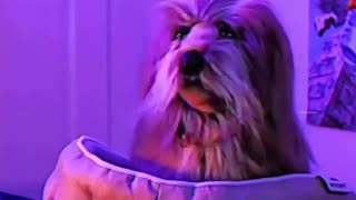 😂🐶 Wishing for Your Dog to Talk! | FunFM