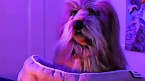😂🐶 Wishing for Your Dog to Talk! | FunFM