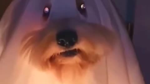 Best dog costumes 👻🎃🐶