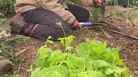 Planting bitter melons