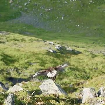 "Sky’s Silent Assassin: The Golden Eagle’s Deadly Tactics! 🦅⚡"