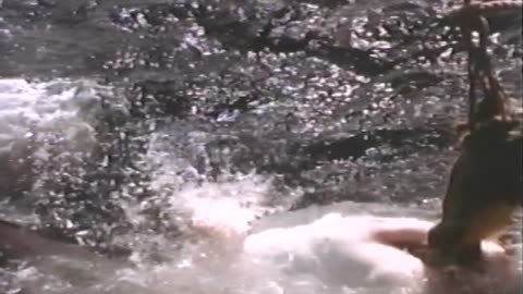 Life In The Sea Part 2 - Great Sea Predators (1995)