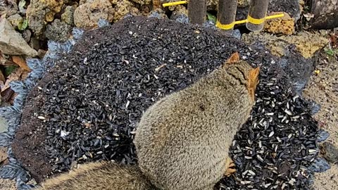 Brown Mooch sucks down black oil sunflower seeds.
