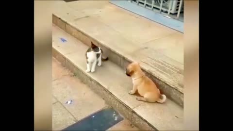 Cat Vs Dog Funny Animal Video