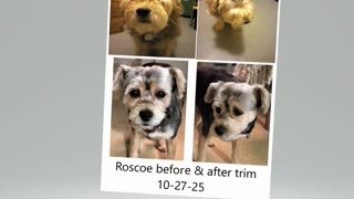 Roscoe before & after 10-27-25