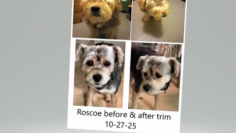 Roscoe before & after 10-27-25