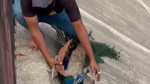 Man Rescues Peacock From Canal