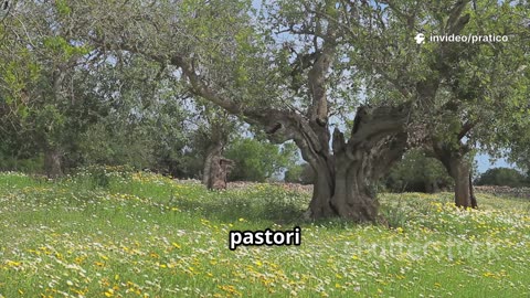 Scopri il Legno di Carrubo_ Caratteristiche