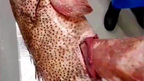 Giant Fish Feast! 🐟🔥 From Bite-Sized to Whopping Portions #Foodie