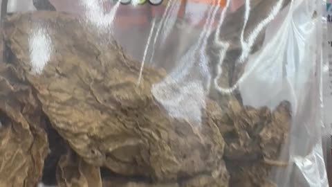 Hungry? Bugs alive 🐛 in the food?!