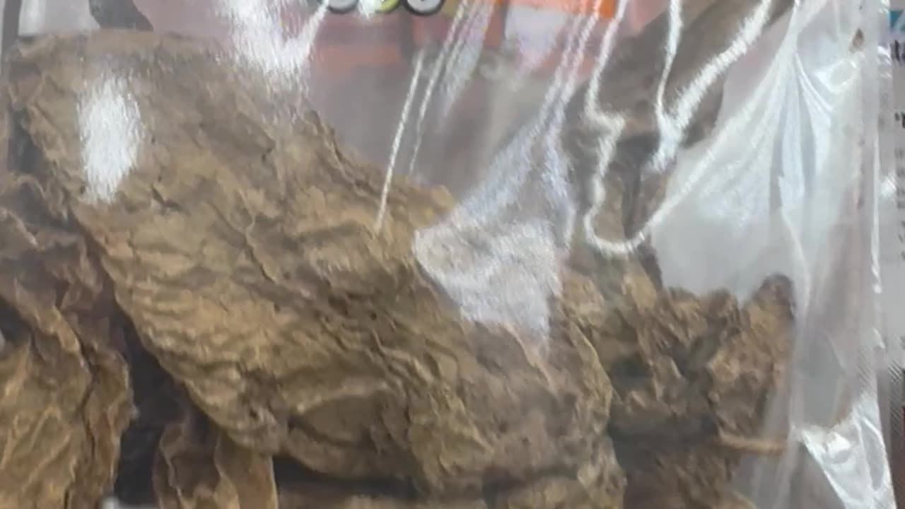 Hungry? Bugs alive 🐛 in the food?!
