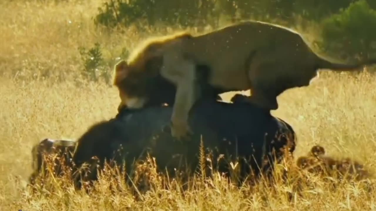 The jungle information