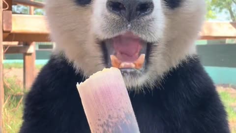 Panda Bear and the Bamboo Shoot 🐼💚 | The Cutest Sound You'll Hear Today!