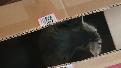 Low-key the father to 2 of our kittens